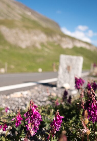Glocknerstrasse, purple flowers on the roadside | © grossglockner.at/Eduardo Gellner