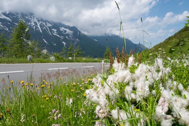 Glocknerstrasse, flower meadow at the roadside | © grossglockner.at/Eduardo Gellner