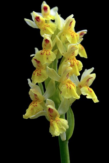 elderberry orchid | © grossglockner.at