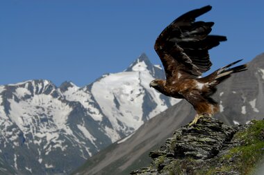 Glocknerstrasse, eagle taking off | © Oliver Penker
