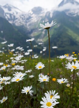 Marguerites along the Grossglockner High Alpine Road | © grossglockner.at/Gellner