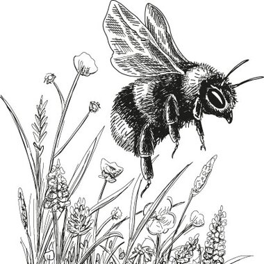 Illustration of an alpine bumblebee | © grossglockner.at