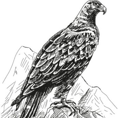 Illustration golden eagle | © grossglockner.at