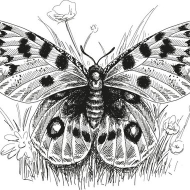 Illustration Apollo butterfly | © grossglockner.at