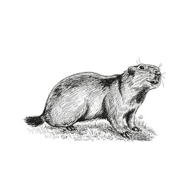 Illustration marmot | © grossglockner.at