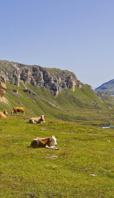 Pasture with cows on the Edelweiss peak | © grossglockner.at/Kolarik