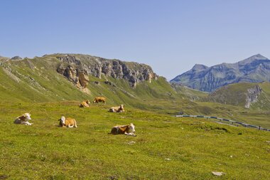 Weide mit Kühen an der Edelweiß-Spitze | © grossglockner.at/Kolarik